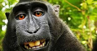 Maymun Naruto Selfie Sinin Telif Hakki Fotografciya Gitti Maymunlar Selfie Fotografcilar