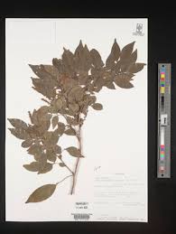 Image result for Glenniea africana