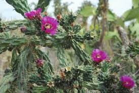 Maybe you would like to learn more about one of these? Flowers And Stems Of Cylindropuntia Imbricata In Lliria Valencia Spain Download Scientific Diagram