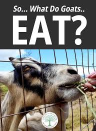 Delicate zucchini gets a flavor boost from tangy goat cheese and lemon. So What Do Goats Eat The Homesteading Hippy