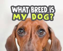 Learn about the characteristics and behaviors of your dog's breed and group. 1 What Breed Is My Dog Quiz What Type Of Breed Do I Have