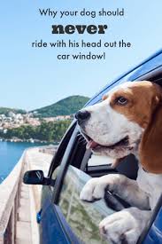 Why Your Dog Should Never Ride With His Head Out The Car Window