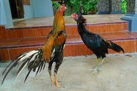 Setelah sebelumnya hbi (hargabulanini.com) membahas mengenai harga ayam peru, kali ini kami akan. Tips Sukses Mengawinkan Ayam Bangkok Pertanianku