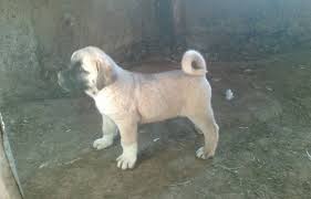 Kangal Yavrulari Satilik Kangal Yavrusu Fiyatlari Ilanlari Ucretsiz Sahiplendirme 05468858919