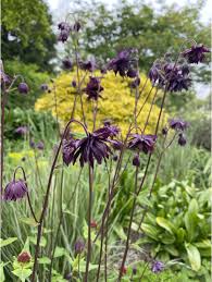 Stellata 'black barlow' particularly alluring. Aquilegia Vulgaris Black Barlow The Beth Chatto Gardens
