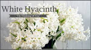 Funeral Flowers And Their Meanings The Ultimate Guide Funeral Flowers White Hyacinth Flower Meanings