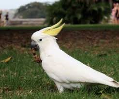 حقائق رائعة عن ببغاء الروز بالصور سحر الكون