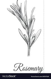 Image Result For How To Draw Rosemary Drawings How To Draw Hands Plant Pattern