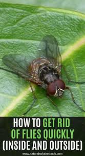 Flies Can Be Quite Disturbing As They Are Constantly Around Us And We Wave The Hands To Make Them Go Away But They Jus Get Rid Of Flies Health Benefits Health
