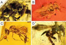 Determinants of stingless bee nest density in lowland dipterocarp forests of sabah, malaysia. Evolution And Diversity Of Stingless Bees Springerlink