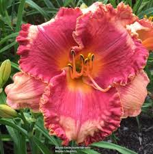 Growing and caring for these pretty daylilies is not difficult and will provide you with summer long flowers. Daylily Hemerocallis Elegante In The Daylilies Database Garden Org