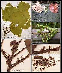 Image result for Macaranga monandra