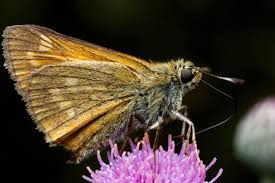 Image result for Ochlodes sylvanus