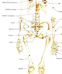 The human body is everything that makes up, well, you. Human Skeleton Human Body Bones Diagram