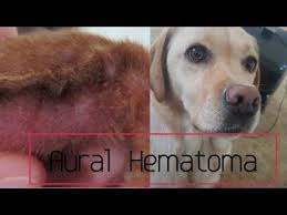 The fluid within the hematoma can be drained but the hematoma is likely to recur and may need to be drained numerous times. If Your Dog Has A Large Swelling On His Ear Then He Likely Has An Aural Hematoma Dr Jones Shows You What This Dog Treatment Dog Remedies Natural Dog Remedies