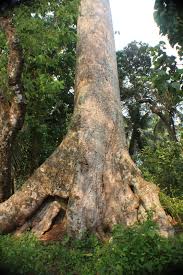 Image result for Antiaris