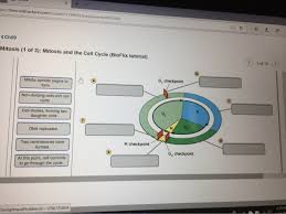 Bioflix Activity Mitosis The Cell Cycle Solved Ps Tmccinstructure Com Courses 1138095 Assignmen Chegg Com