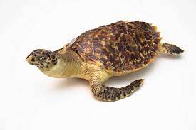 Cruising underwater from the perspective of a sea turtle. Too Rare To Wear New Campaign Targets Tourists To End Hawksbill Turtle Trade