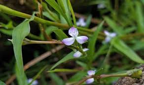 Image result for Murdannia simplex