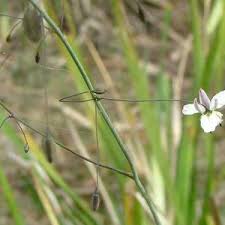 Image result for Anthericaceae