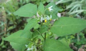 Image result for Solanum americanum