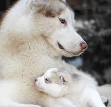 Husky adoption can be a stressful thing to undertake, whether you are looking to buy one from a breeder or to adopt a husky from a shelter, there are always many questions you may have. How Game Of Thrones Has Impacted And Hurt Siberian Huskies