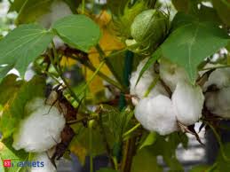 Cotton Taking A Cue From Global Markets Cotton Corrects 6