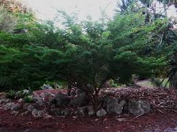 Image result for Acacia amythethophylla