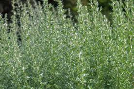 Image result for Artemisia sp.no.1
