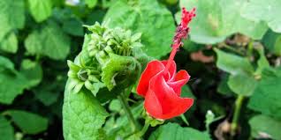 Check spelling or type a new query. Plants That Tolerate Shade Plant Resources Home Ttu