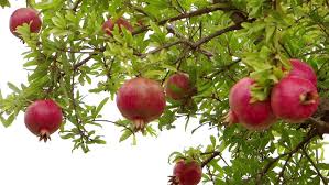 We did not find results for: Pomegranate Tree Stock Footage Video 100 Royalty Free 4857890 Shutterstock