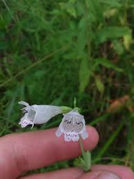 Image result for Physostigma mesoponticum