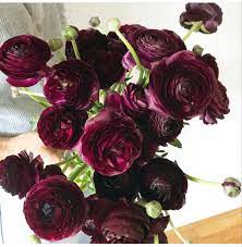 Burgundy Ranunculus Ranunculus Ranunculus Flower Flowers Near Me Wholesale Flowers Ranunculus Wedding Bouquet Burgundy Flowers