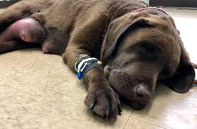 Join millions of people using oodle to find puppies for adoption, dog and puppy listings, and other pets adoption. Dog Owner Blown Away By Outpouring Of Support Penbay Pilot