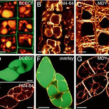 Most of the times it acts like a storage space, but it is never empty. Staining Of The Tonoplast And Vacuolar Lumen In Arabidopsis Roots Or Download Scientific Diagram