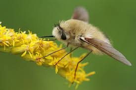 Image result for Syzygium komatiense