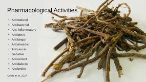 Image result for Cryptolepis oblongifolia