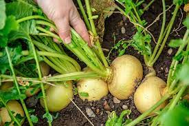 Yes, you read that right. How To Harvest Turnips Gardener S Path