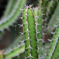 Image result for Euphorbia griseola