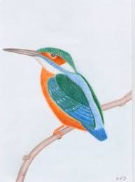 60 Eisvogel Bilder Und Ideen Auf Kunstnet