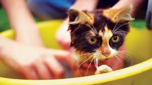 At tuft and paw, we spend a ton of time researching cats in order in a different context, the cat is indicating that it's ready to fight off an aggressor, since this position allows for the claws to be ready and defensively effective. Pet Talk July 22 2020 Star Of Mysore