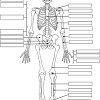 It comprises all the nerve cells which are associated with the cns. 1