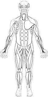 Interactive animations and diagrams for desktop. Human Muscles Coloring