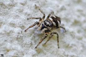 Une Chasseresse Chevronnee Sur Les Murs Du Jardin Le Jardinoscope Toute La Vie Animale De Nos Parcs Et Jardins Vie Animale Animaux Parcs