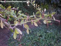 Image result for Gymnosporia glaucophylla