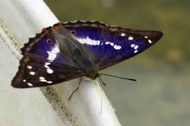 Image result for Apatura iris