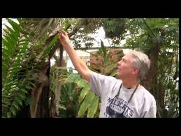 Rainforest flora inc | 36 followers on linkedin. A Tour Of Rainforest Flora Nursery Part 1 Youtube