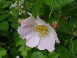 Epingle Sur Alimentation Phytotherapie Medecines Douces Food Herbal And Natural Medicine