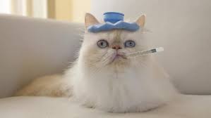 How Cat Fever Can Be Handled Smartfamilypets Your Pet Sick Cat Cats