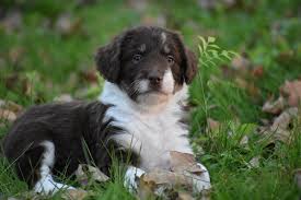 May 6, 2021 ready to go home: Freeda 6 Week Borderdoodle Poodle Puppies For Sale Poodle Puppy Puppies For Sale